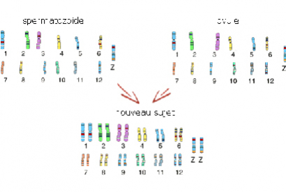 Initiation à la mutation