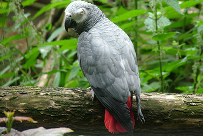 Gris du Gabon (Psittacus erithacus erithacus)