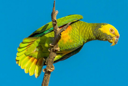 Amazone à face jaune (Amazona xanthops)