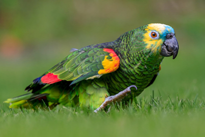 Amazone à front bleu (Amazona aestiva aestiva)