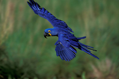 Ara Hyacinthe (Anodorhynchus hyacinthinus)
