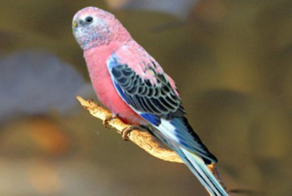 Perruche de Bourke (Neophema Bourkii)