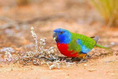 Perruche resplendissante (Neophema splendida)