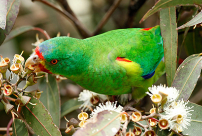 Perruche de Latham ou Swift (Lathamus discolor)