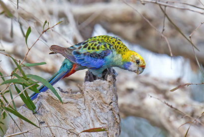 Perruche Palliceps (Platycercus Adscitus Palliceps)