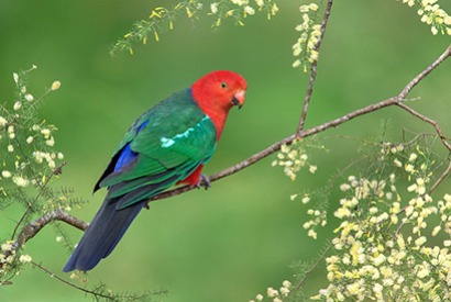 Perruche royale (Alisterus scapularis)