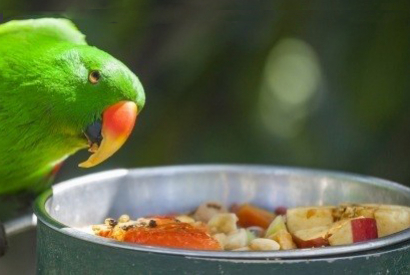 Alimentation des Perroquets : généralités