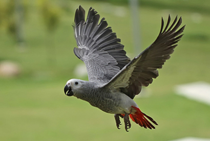 A l'aide !!! Mon oiseau s'est envolé !