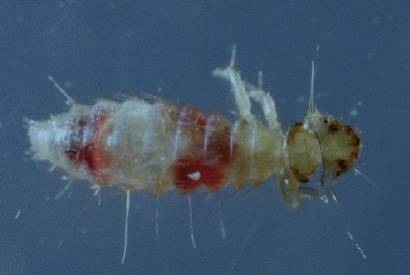 Ectoparasites chez les oiseaux