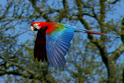 Ara Chloroptère (Ara chloroptera)