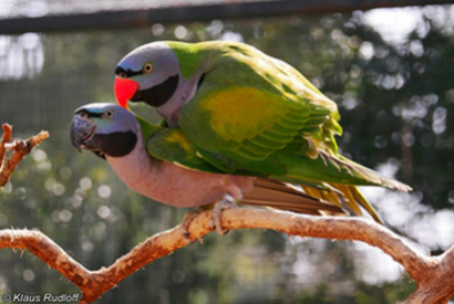 Perruche de Derby (Psittacula Derbiana)