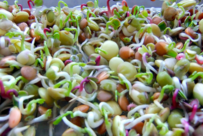 Germination de graines : Recettes
