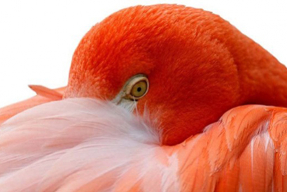 Pigmentation des plumes
