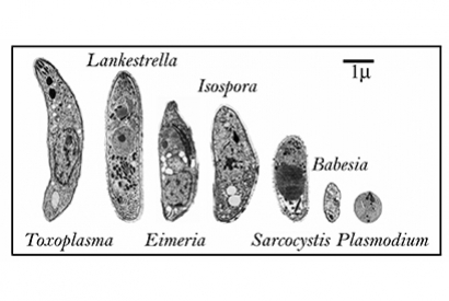 Parasitoses internes chez les oiseaux