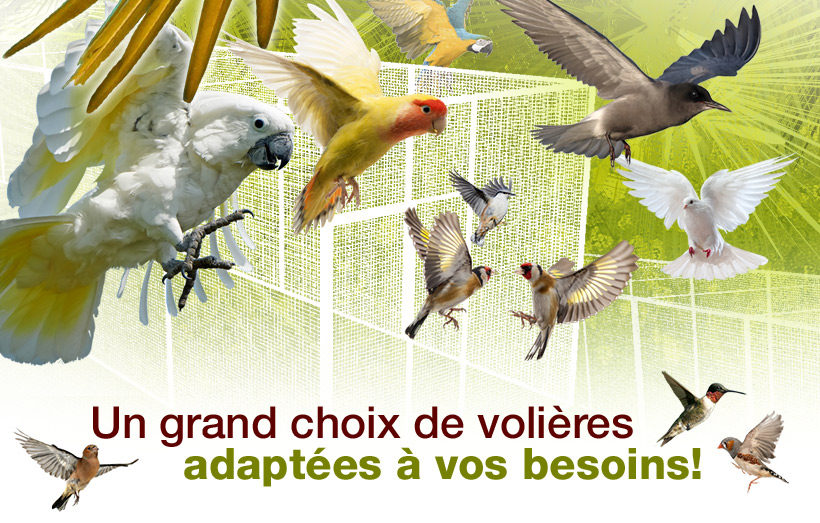 Oiseaux du Ciel - Ornibird, mélange pour les oiseaux de la nature 2