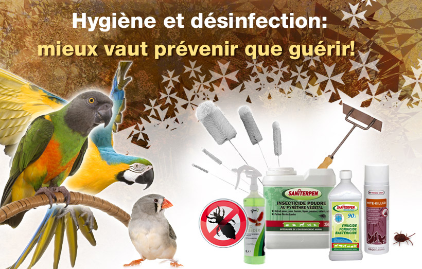 Echelle en carré de bois naturel : Qualitybird, tout pour vos oiseaux